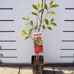 Asimina trojlaločná - Banán severu PAW PAW (Asimina triloba) ´PRIMA´ - výška 80-100 cm, kont. C3L 